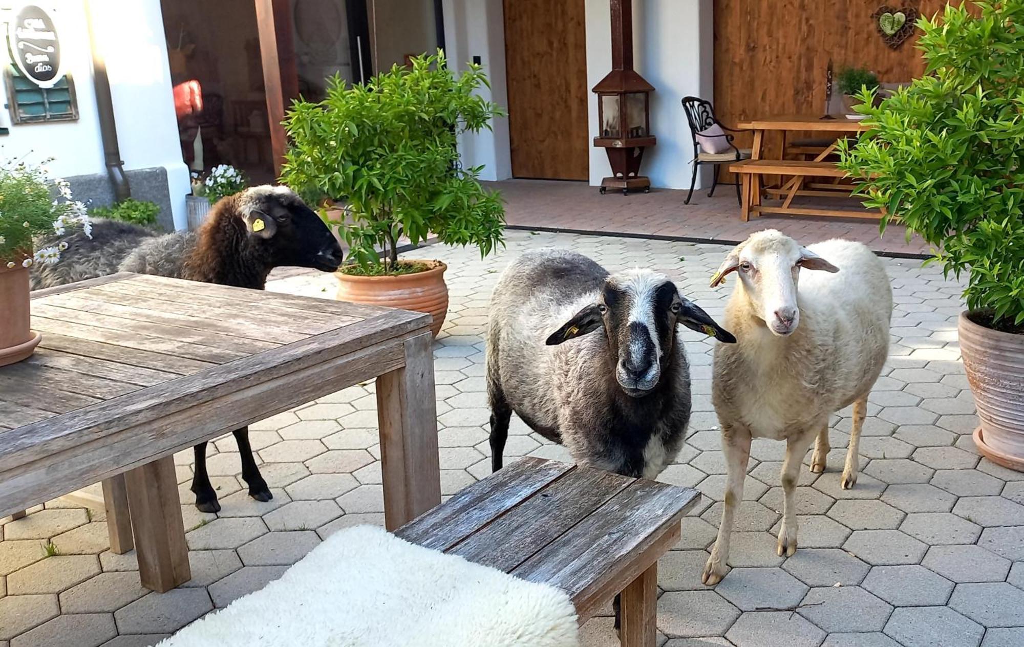 Roiderhof Irrsee Oberhofen am Irrsee Екстериор снимка